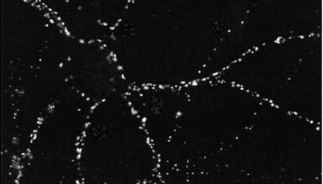 PSD95 Antibody in Immunocytochemistry (ICC/IF)