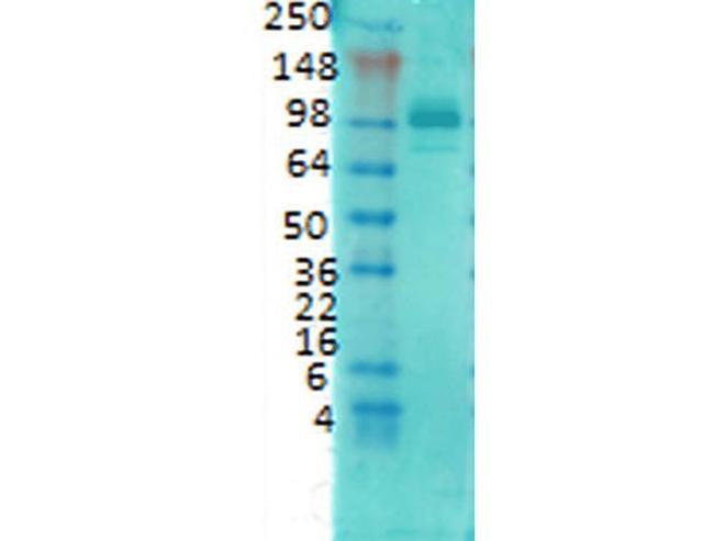 PSD95 Antibody in Western Blot (WB)