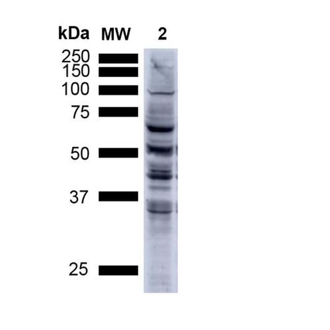 Nitrotyrosine Antibody in Western Blot (WB)