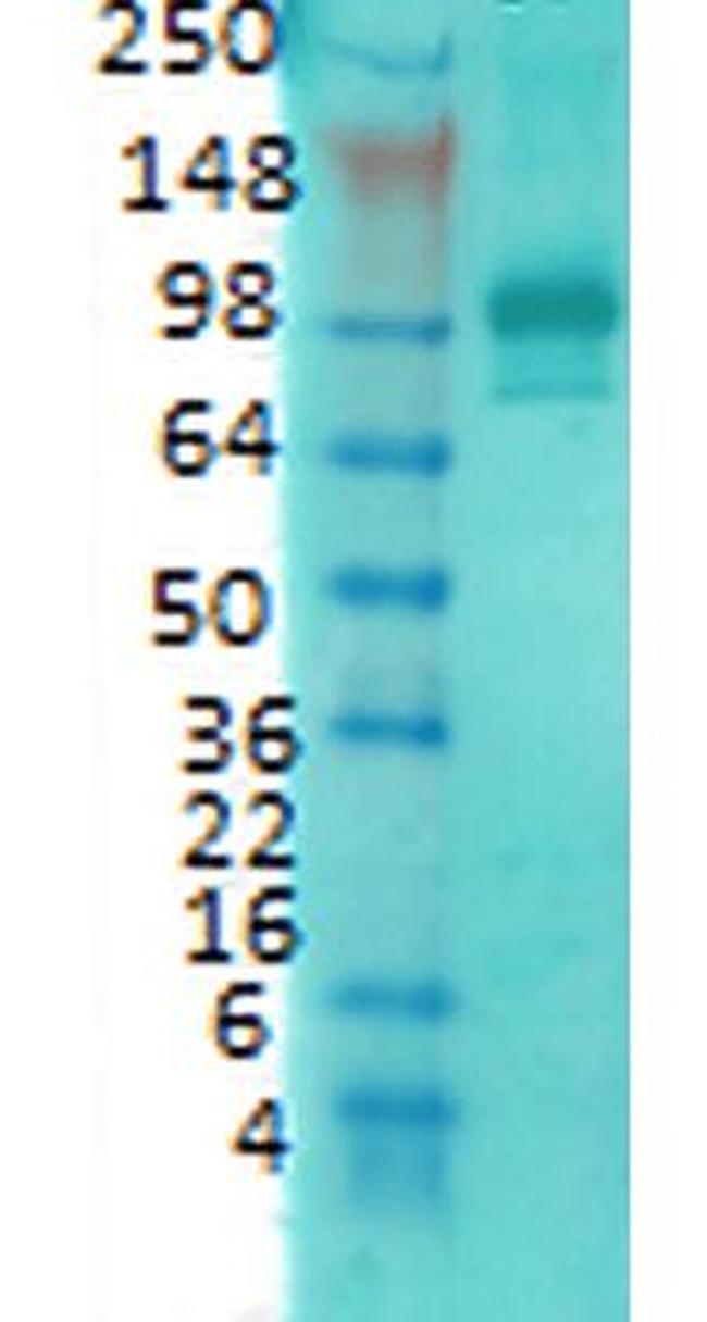 PSD95 Antibody in Western Blot (WB)