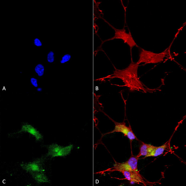 Shank3 Antibody in Immunocytochemistry (ICC/IF)