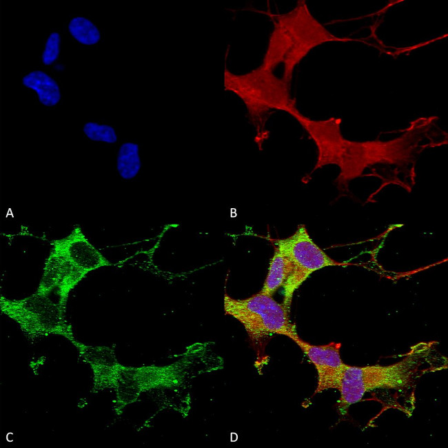 Alpha 1 GABA-A Receptor Antibody in Immunocytochemistry (ICC/IF)