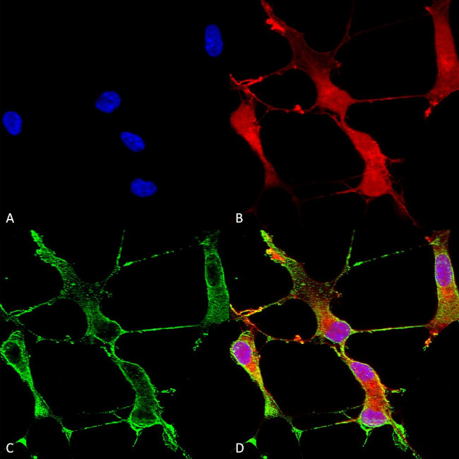 Shank1 Antibody in Immunocytochemistry (ICC/IF)