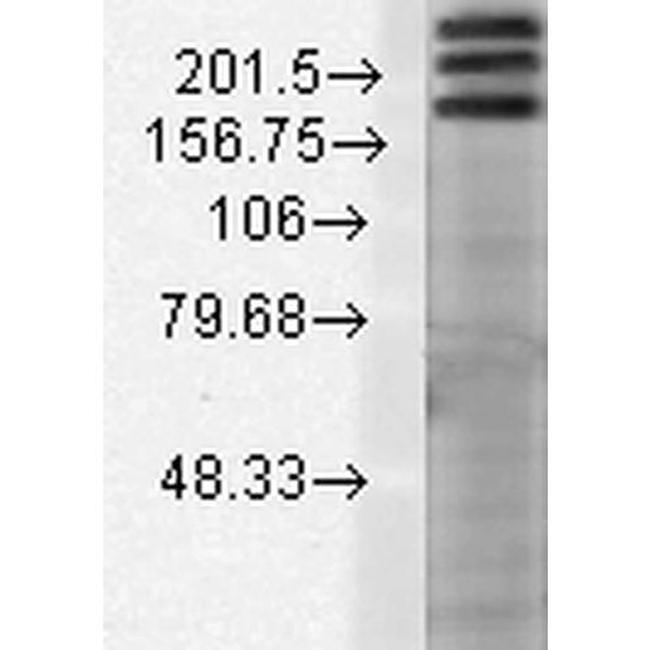 Shank1 Antibody in Western Blot (WB)