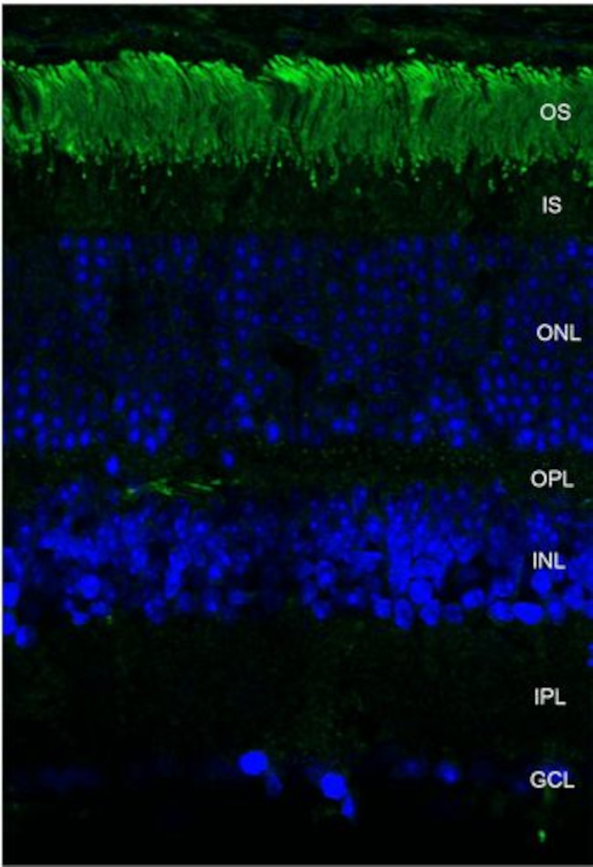 Rhodopsin Antibody in Immunohistochemistry (Paraffin) (IHC (P))