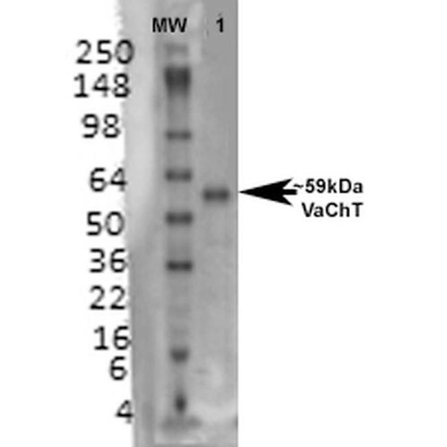 VAChT Transporter Antibody in Western Blot (WB)
