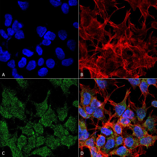 VGlut2 Transporter Antibody in Immunocytochemistry (ICC/IF)