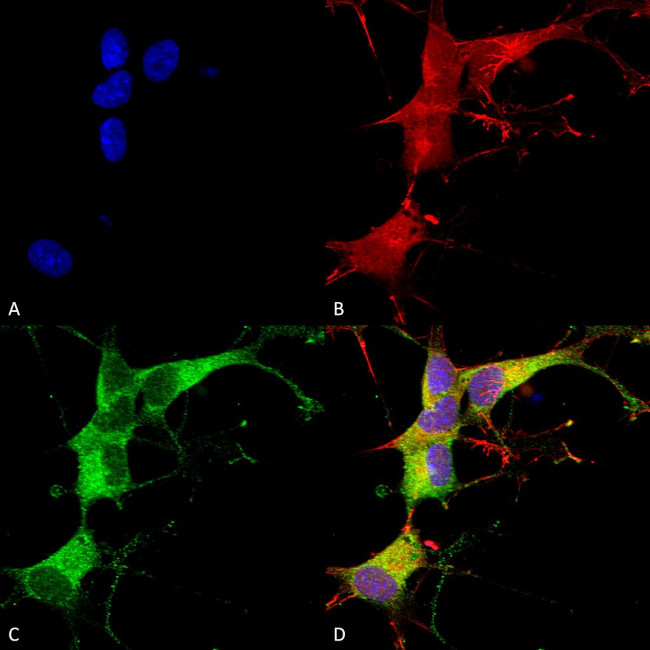 Ankyrin-G Antibody in Immunocytochemistry (ICC/IF)