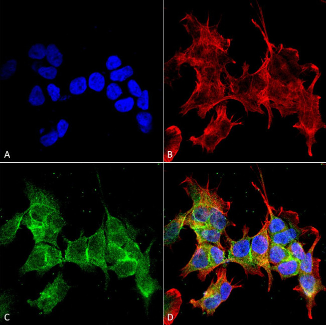 Ankyrin-G Antibody in Immunocytochemistry (ICC/IF)