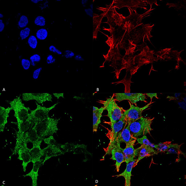 GABA (B)R2 Antibody in Immunocytochemistry (ICC/IF)