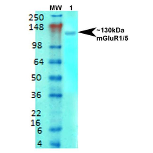 mGluR1/5 Glutamate Receptor Antibody in Western Blot (WB)