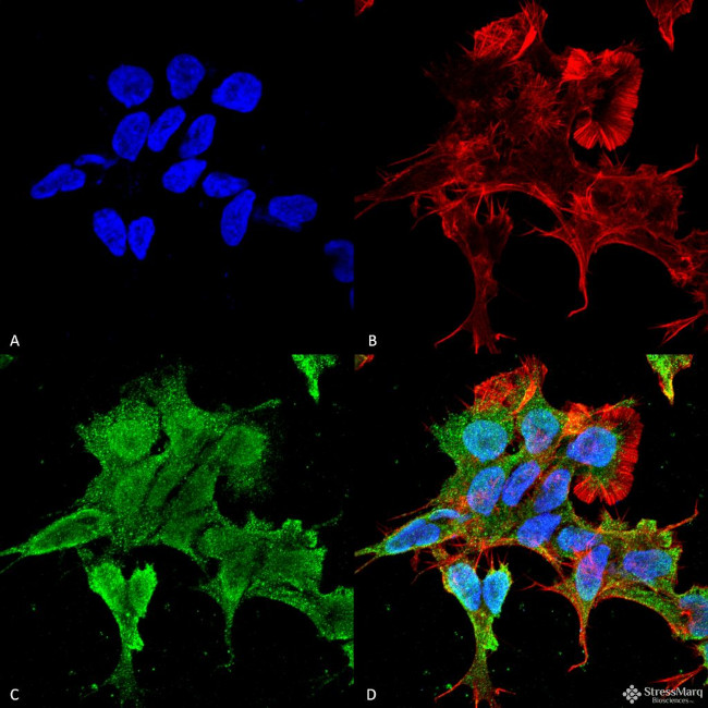 Alpha-2C Adrenergic Receptor Antibody in Immunocytochemistry (ICC/IF)