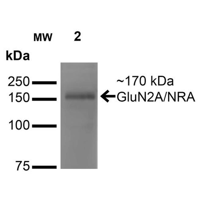 GluN2A/NR2A Antibody in Western Blot (WB)