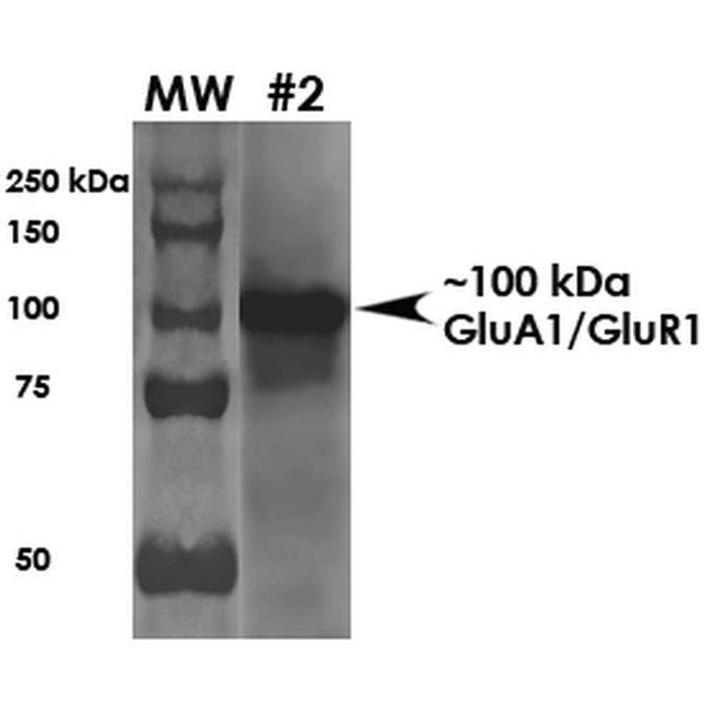 GluA1/GluR1 Antibody in Western Blot (WB)