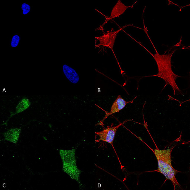 Neuroligin-1 Antibody in Immunocytochemistry (ICC/IF)