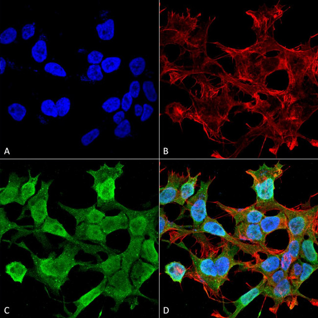 Neuroligin-1 Antibody in Immunocytochemistry (ICC/IF)