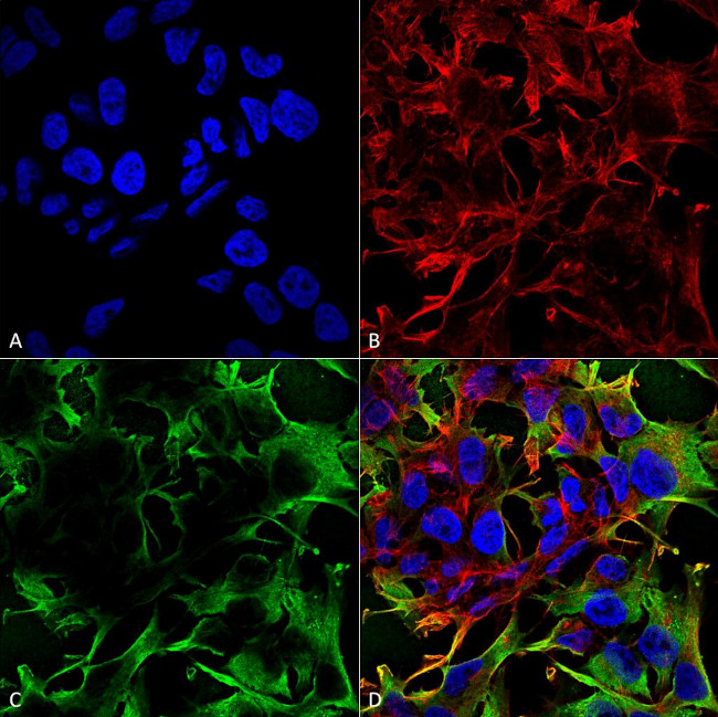 Neuroligin-3 Antibody in Immunocytochemistry (ICC/IF)