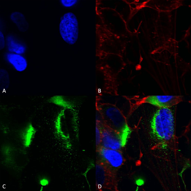 Pan-QKI Antibody in Immunocytochemistry (ICC/IF)