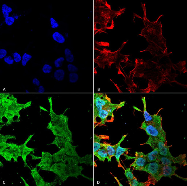 Pan-QKI Antibody in Immunocytochemistry (ICC/IF)