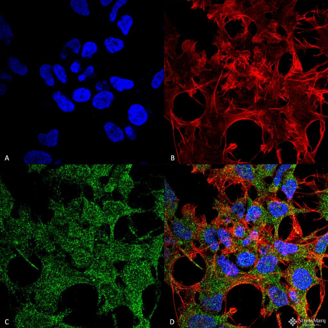 GABARAP Antibody in Immunocytochemistry (ICC/IF)