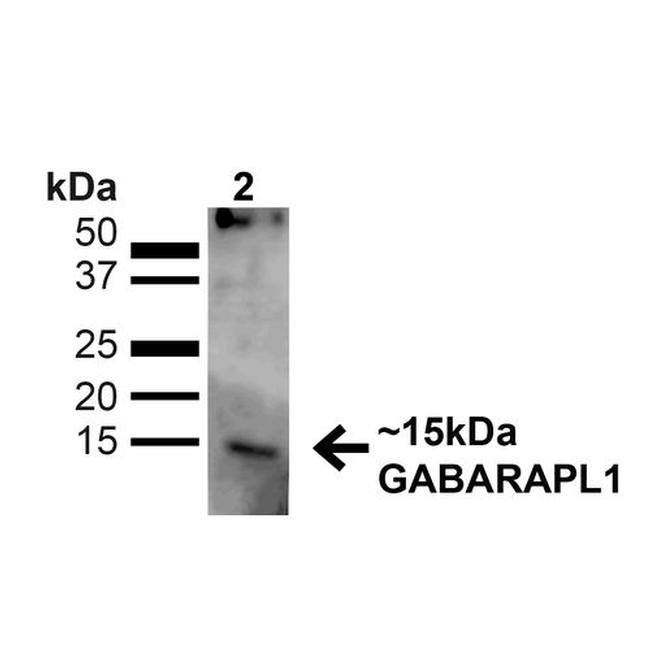 GABARAPL1 Antibody in Western Blot (WB)