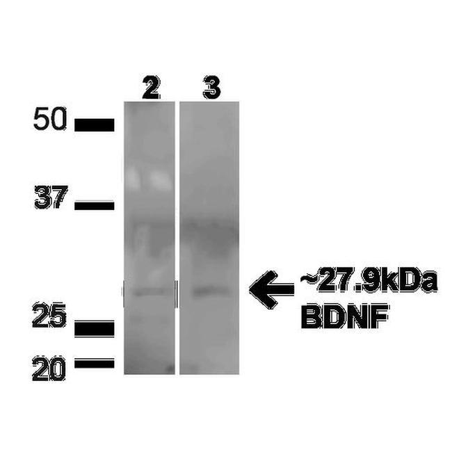 BDNF Antibody in Western Blot (WB)