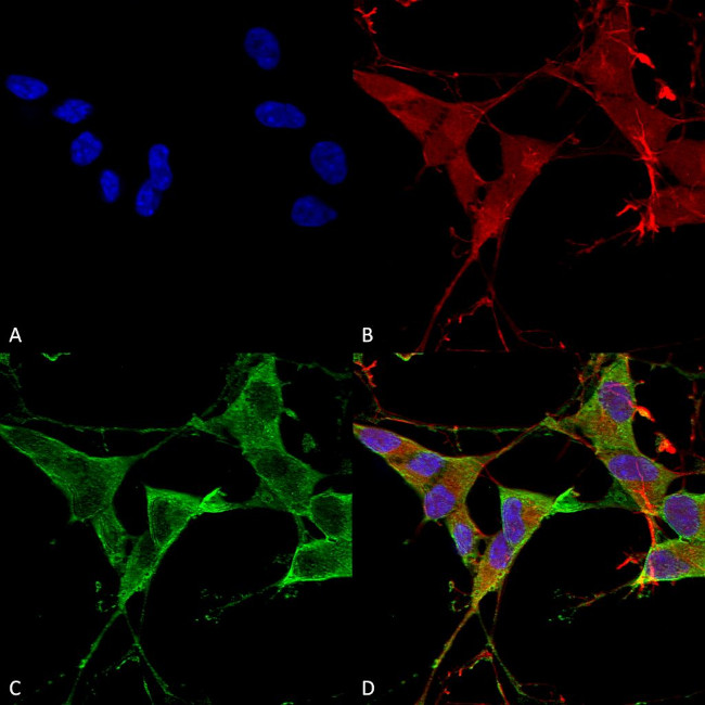 Protein Tyrosine phosphatase Receptor F (PTPRF) Antibody in Immunocytochemistry (ICC/IF)