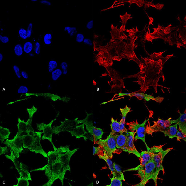 Protein Tyrosine phosphatase Receptor F (PTPRF) Antibody in Immunocytochemistry (ICC/IF)