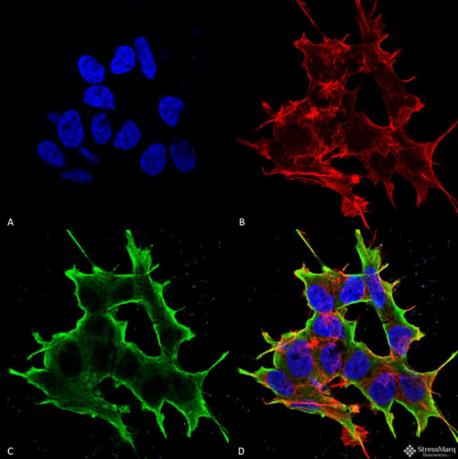 Activating Transcription Factor 4 (ATF4) Antibody in Immunocytochemistry (ICC/IF)