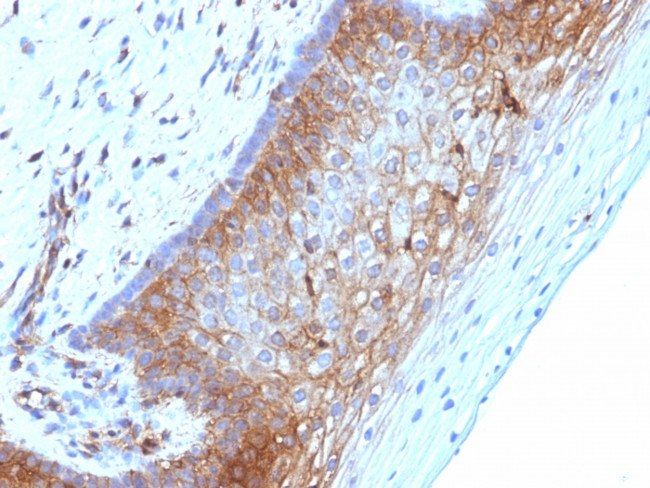 Beta-2 Microglobulin Antibody in Immunohistochemistry (Paraffin) (IHC (P))