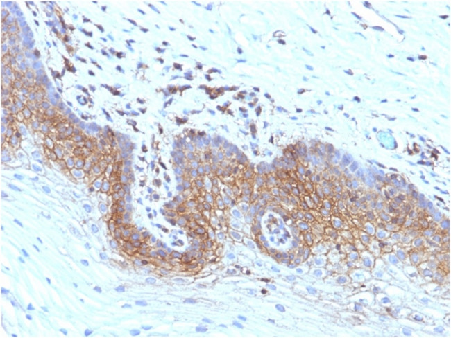 Beta-2 Microglobulin Antibody in Immunohistochemistry (Paraffin) (IHC (P))