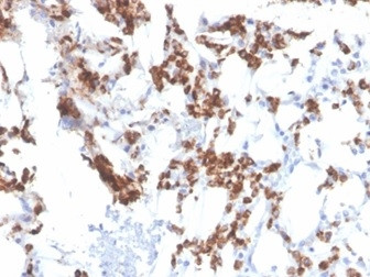 Resistin (RETN) Antibody in Immunohistochemistry (Paraffin) (IHC (P))