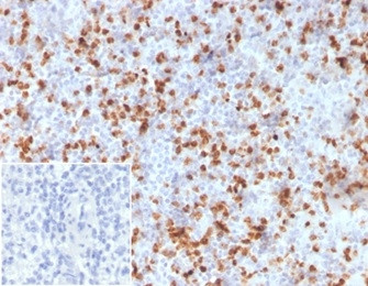 Resistin (RETN) Antibody in Immunohistochemistry (Paraffin) (IHC (P))