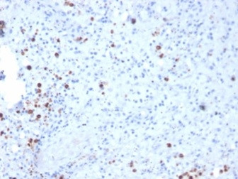 Resistin (RETN) Antibody in Immunohistochemistry (Paraffin) (IHC (P))