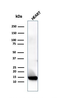 Resistin (RETN) Antibody in Western Blot (WB)