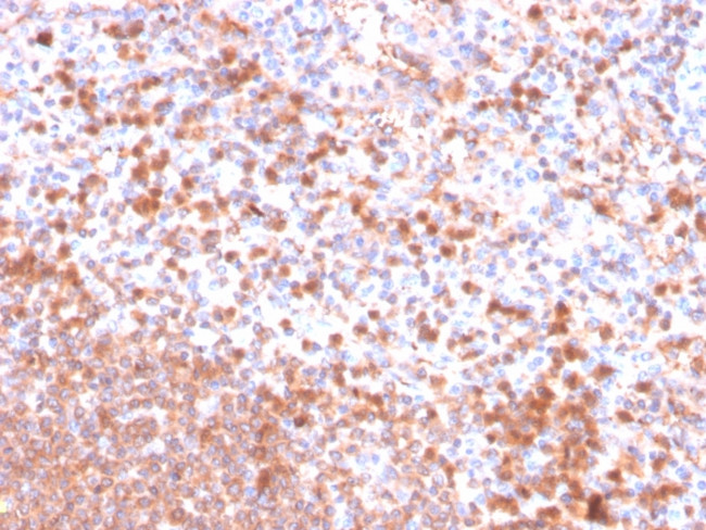 Resistin (RETN) Antibody in Immunohistochemistry (Paraffin) (IHC (P))