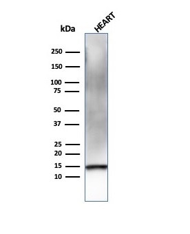 Resistin (RETN) Antibody in Western Blot (WB)