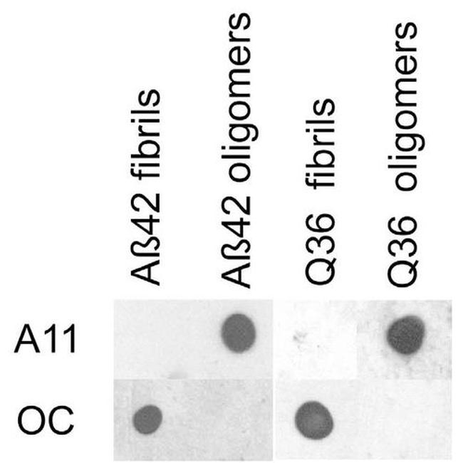 Amyloid Oligomer Antibody in Dot Blot (DB)