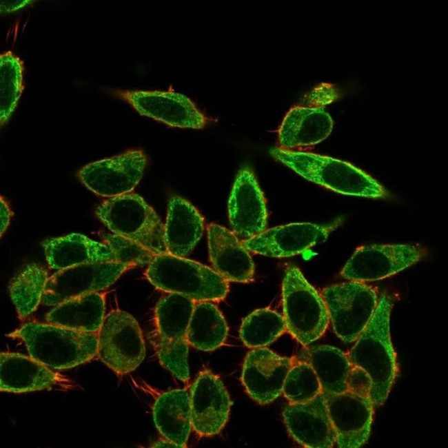 SFMBT2 Antibody in Immunocytochemistry (ICC/IF)