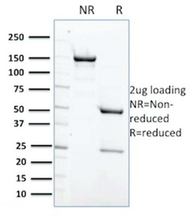 Protein Tyrosine Phosphatase, non-receptor type 6 Antibody in SDS-PAGE (SDS-PAGE)