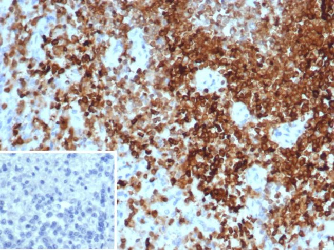 Protein Tyrosine Phosphatase, non-receptor type 6 Antibody in Immunohistochemistry (Paraffin) (IHC (P))