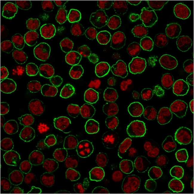 CD45RB Antibody in Immunocytochemistry (ICC/IF)