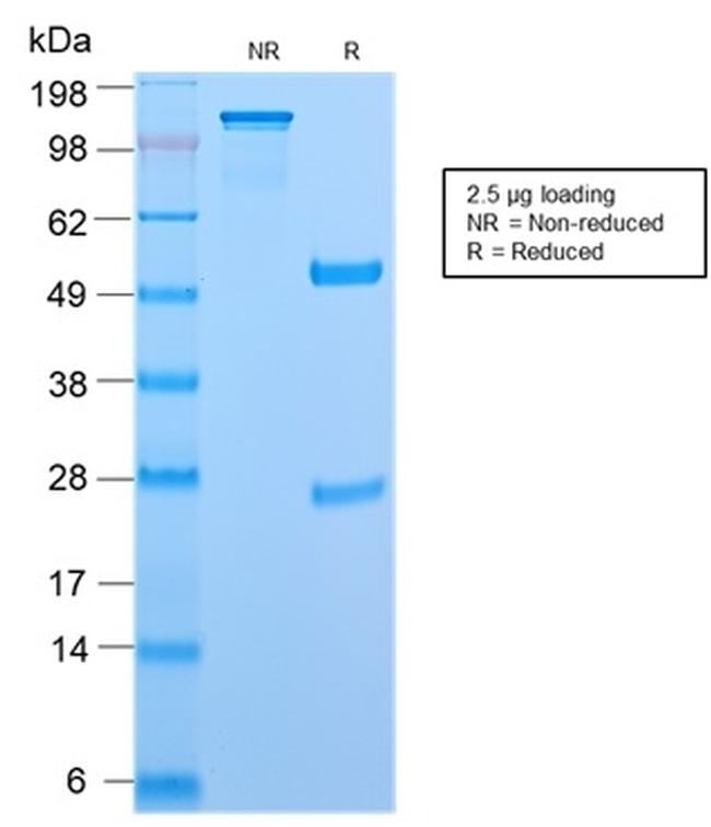 CD45RB Antibody in SDS-PAGE (SDS-PAGE)