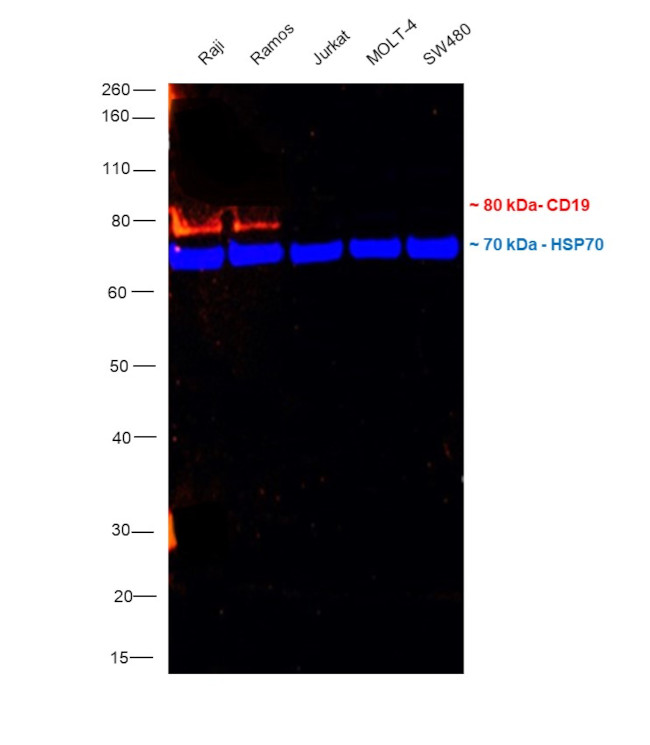 CD19 Antibody in Western Blot (WB)