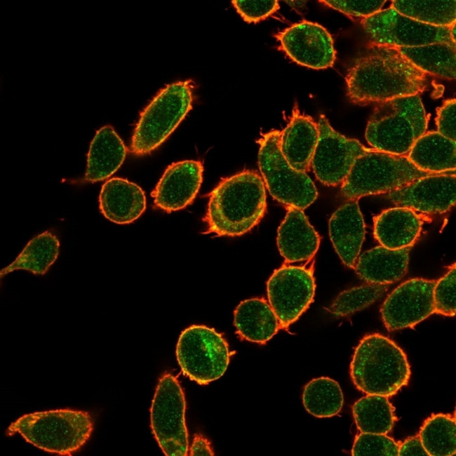 OVOL2/CRE-BPa Antibody in Immunocytochemistry (ICC/IF)