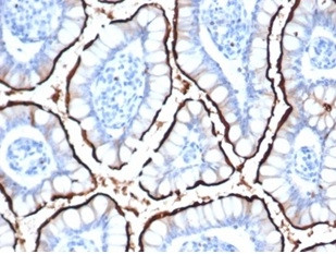 ACE2/Angiotensin I Converting Enzyme 2 Antibody in Immunohistochemistry (Paraffin) (IHC (P))