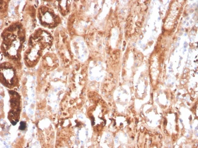 RBP4/Retinol Binding Protein 4 Antibody in Immunohistochemistry (Paraffin) (IHC (P))