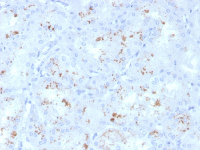 RBP4/Retinol Binding Protein 4 Antibody in Immunohistochemistry (Paraffin) (IHC (P))