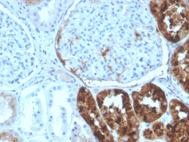 RBP4/Retinol Binding Protein 4 Antibody in Immunohistochemistry (Paraffin) (IHC (P))