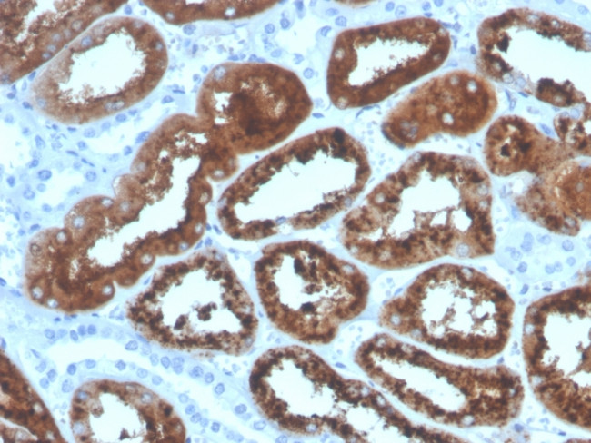 RBP4/Retinol Binding Protein 4 Antibody in Immunohistochemistry (Paraffin) (IHC (P))